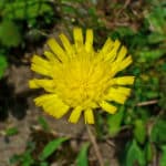 Hidroponía y plantas medicinales cultivo de plantas medicinales en hidroponía