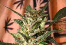 Cultivo en Arlita: Sistemas Llave en Mano – WILMA 1