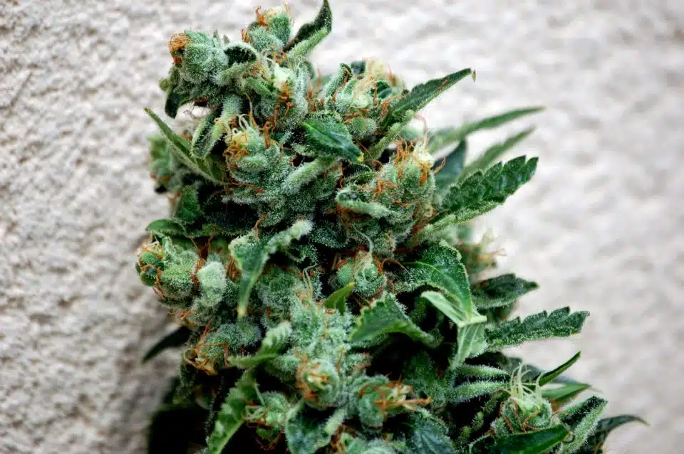 Planta de cannabis o marihuana