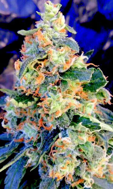 Planta de cannabis o marihuana