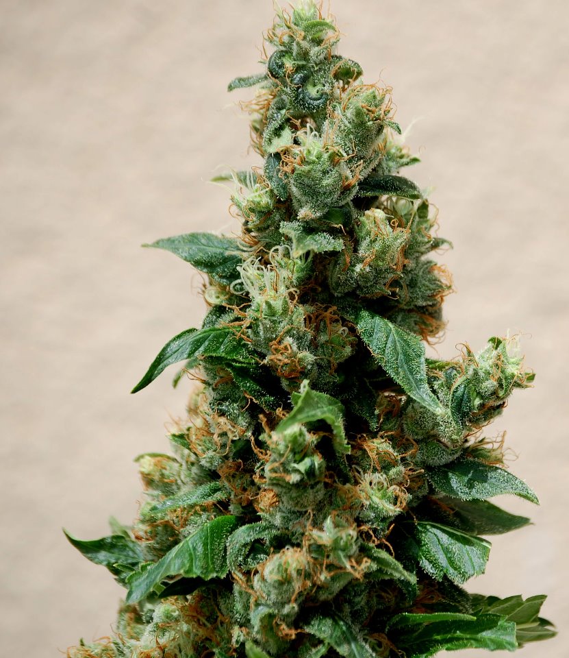 Planta de cannabis o marihuana