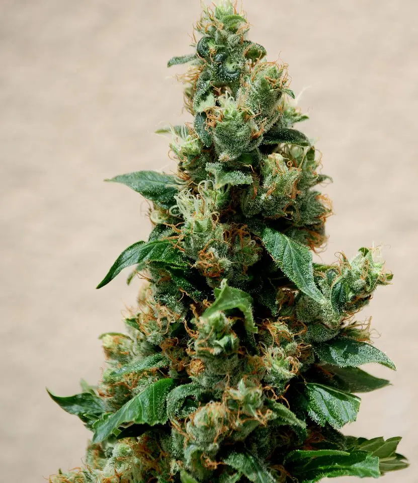 Planta de cannabis o marihuana