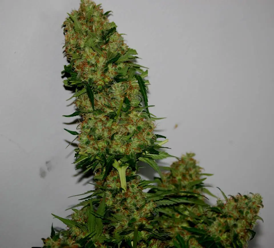 Planta de cannabis