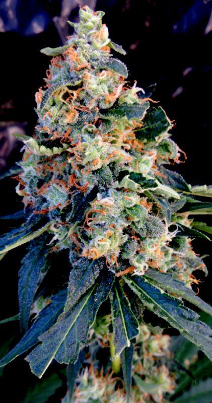 Planta de cannabis o marihuana