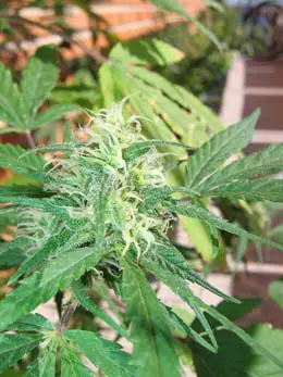 Mother’s Finest