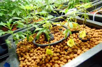 aquafarm1