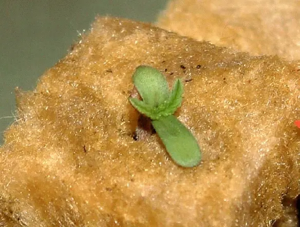 Germinar semillas en tacos de lana de roca