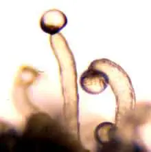 tricomas1