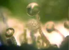 tricomas2