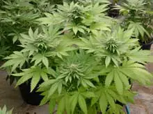 fotocarencianitrogenobyDrGrow fotocarencianitrogenobyDrGrow