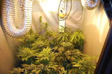 plantasenhidro2 plantasenhidro2