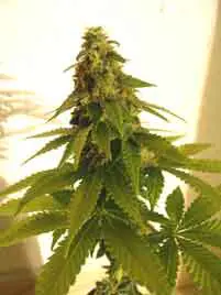 1lavender