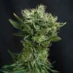 Jack Herer 2jackherer