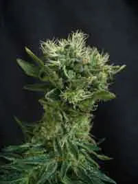 2jackherer