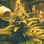 Super Haze 3SuperHaze
