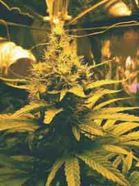 3SuperHaze