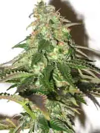 3skunk11