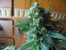 ArjansUltraHaze3