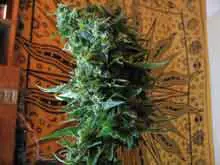 ColumbianRedHaze