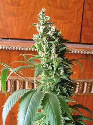 HinduKush