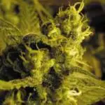 Big Bud cata2bigbud