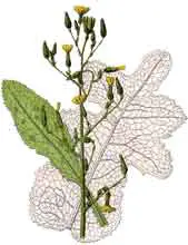 lactuca