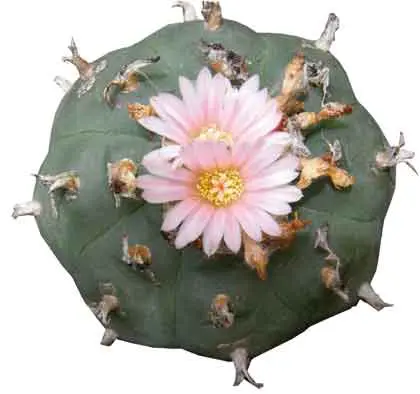 peyote