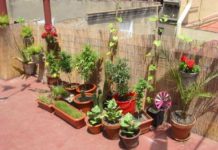 ¿Cuántas plantas puedo tener en casa legalmente? terraza1