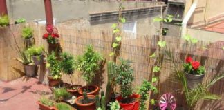 ¿Cuántas plantas puedo tener en casa legalmente? terraza1