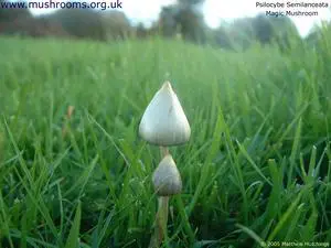 Psilocybe_Semilanceata_1_1024