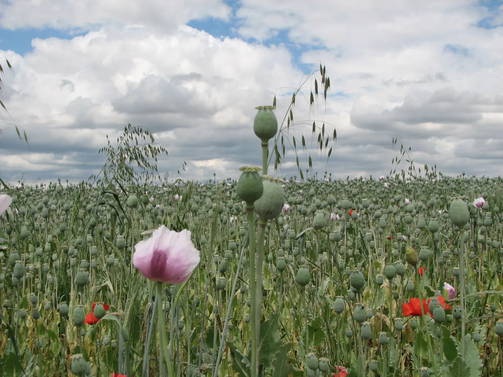 campo_de_adormideras