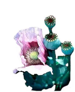 papaver_DCE