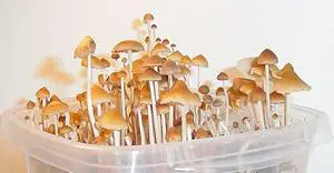 psilocybes3