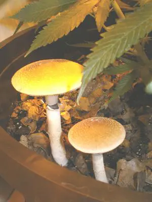 psylocibes