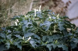 Datura
