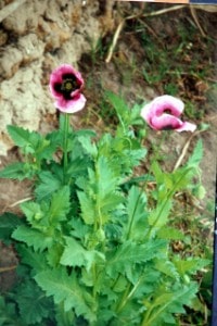 Flor de opio