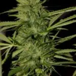 New York City, la super sativa de Pyramid Seeds New York City, la super sativa de Pyramid Seeds