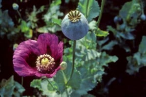 Planta de opio