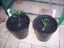 Plantar khat