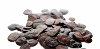 Las semillas de la bufotenina: cébil y yopo Las semillas de la bufotenina: cébil y yopo