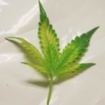 Las carencias y los desordenes nutricionales en el cannabis (II) Las carencias y los desordenes nutricionales en el cannabis (II)