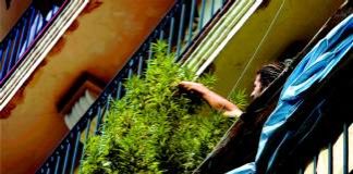 El autocultivo de cannabis hace que caiga el mercado negro