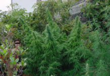 ¿22 kilos de marihuana en una sola planta? ¿22 kilos de marihuana en una sola planta?