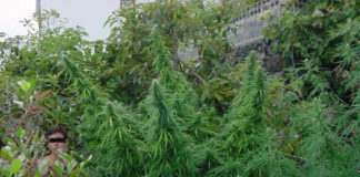¿22 kilos de marihuana en una sola planta?
