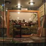 El Museo de la Marihuana de Amsterdam (II)