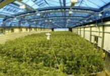 En M&eacute;xico se analiza la legalizaci&oacute;n de la marihuana