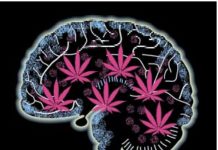 El cerebro se acostumbra a los efectos de la marihuana El cerebro se acostumbra a los efectos de la marihuana