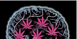 El cerebro se acostumbra a los efectos de la marihuana