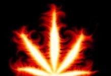 Universidad para aprender sobre marihuana Universidad para aprender sobre marihuana