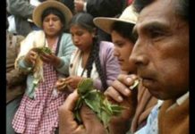 Colombia y Perú disputan por no ser el primer productor de coca Colombia y Perú disputan por no ser el primer productor de coca
